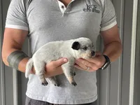 Mable - Female 3, a female Australian Cattle Dog for sale in Jefferson, SC – 3 of 3