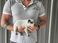 Mable - Female 2, a female Australian Cattle Dog for sale in Jefferson, SC – 2 of 3