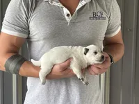 Eve - Male 1, a male Australian Cattle Dog for sale in Jefferson, SC – 4 of 4