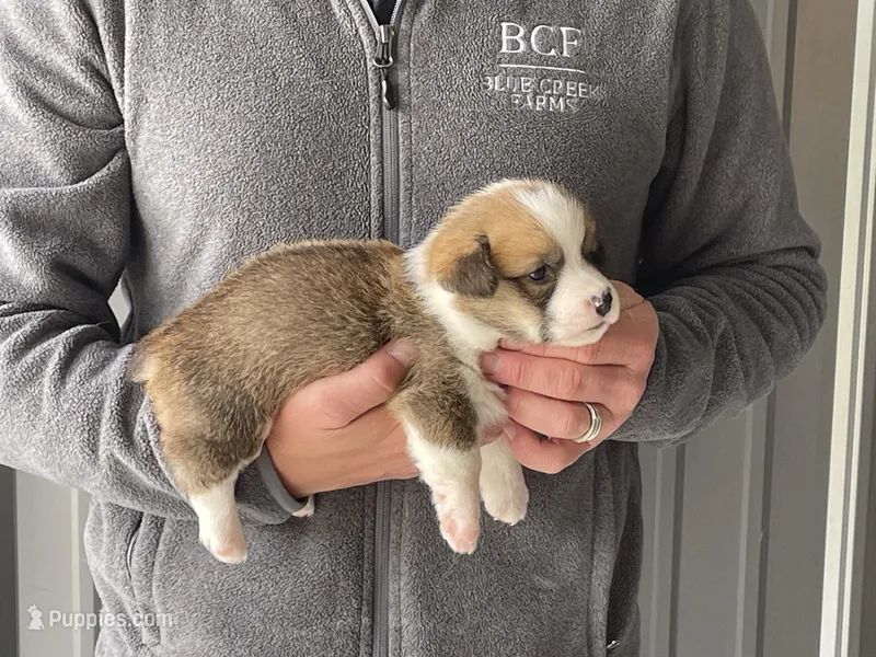 Olive - Female 2 – Pembroke Welsh Corgi puppy for sale in Jefferson, SC