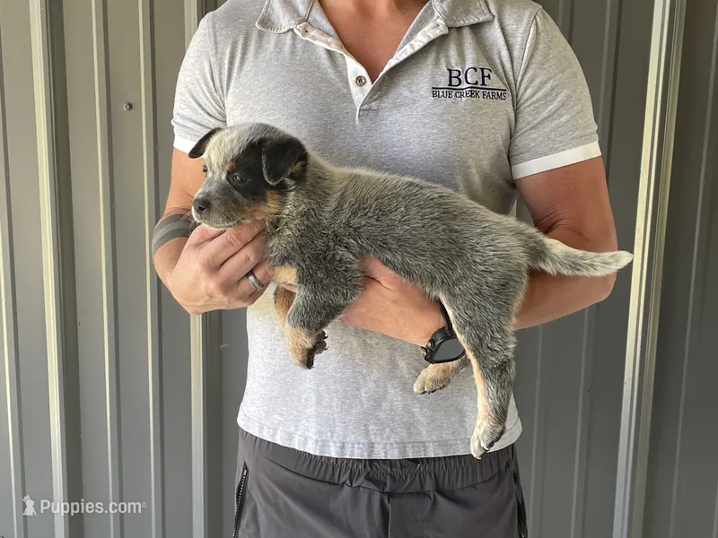 Eve - Male 2 – Australian Cattle Dog puppy for sale in Jefferson, SC