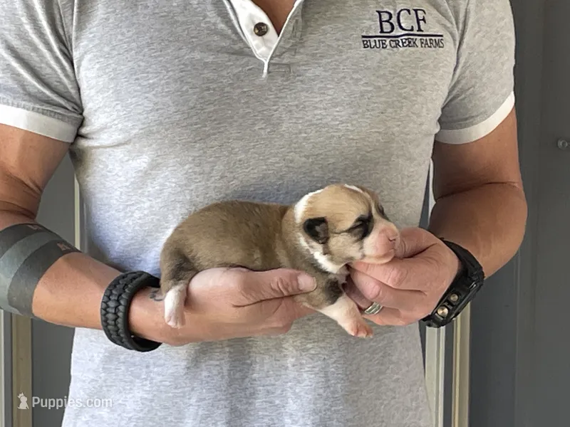 Maddy - Male 4 – Pembroke Welsh Corgi puppy for sale in Jefferson, SC