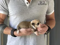 Maddy - Male 4, a male Pembroke Welsh Corgi for sale in Jefferson, SC – 1 of 4
