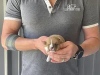 Tulip - Female 1, a female Pembroke Welsh Corgi for sale in Jefferson, SC – 4 of 4