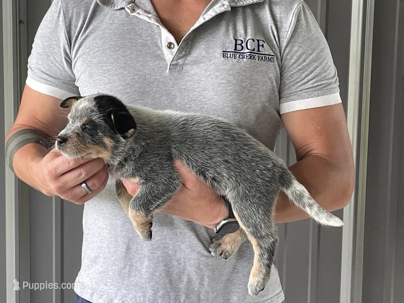 Mable - Female 2 – Australian Cattle Dog puppy for sale in Jefferson, SC