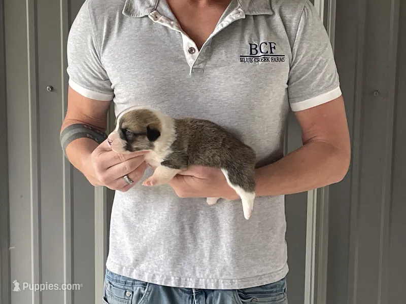 Maddy - Female 1 – Pembroke Welsh Corgi puppy for sale in Jefferson, SC