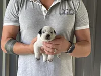 Eve - Female 2, a male Australian Cattle Dog for sale in Jefferson, SC – 3 of 3