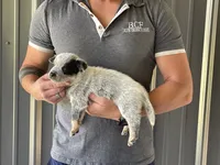 Eve - Male 2, a male Australian Cattle Dog for sale in Jefferson, SC – 2 of 3