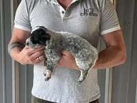 Ann - Male 1, a male Australian Cattle Dog for sale in Jefferson, SC – 3 of 3