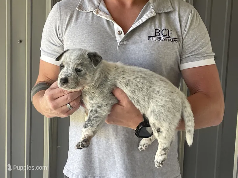 Pearl - Male 1 – Australian Cattle Dog puppy for sale in Jefferson, SC