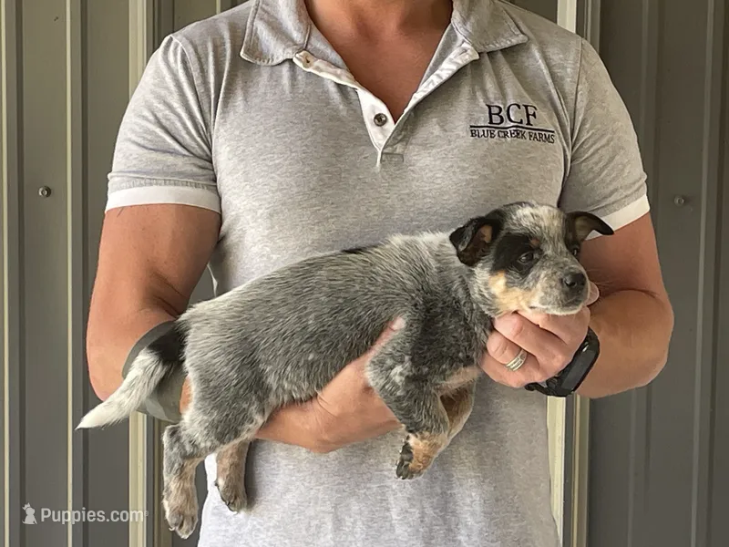 Eve - Female 1 – Australian Cattle Dog puppy for sale in Jefferson, SC