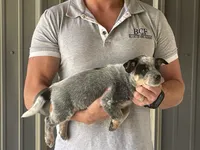 Eve - Female 1, a female Australian Cattle Dog for sale in Jefferson, SC – 1 of 4