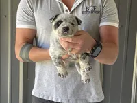 Pearl - Male 1, a male Australian Cattle Dog for sale in Jefferson, SC – 2 of 3