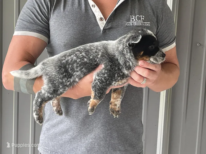 Ann - Male 1 – Australian Cattle Dog puppy for sale in Jefferson, SC
