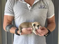 Maddy - Male 3, a male Pembroke Welsh Corgi for sale in Jefferson, SC – 1 of 4