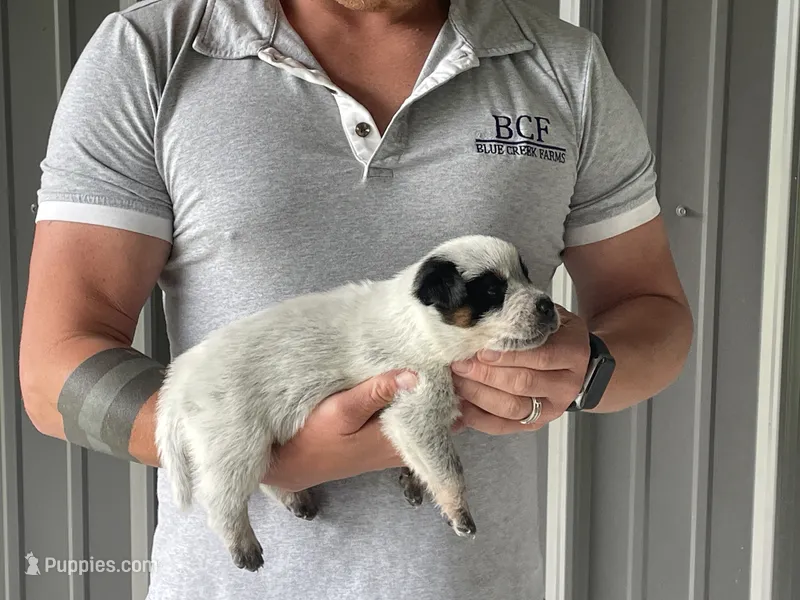 Mable - Male 1 – Australian Cattle Dog puppy for sale in Jefferson, SC