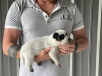 Mable - Male 1, a male Australian Cattle Dog for sale in Jefferson, SC – 1 of 3