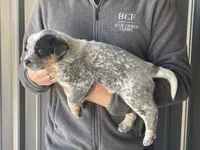 processed/8b533c5d-fcfb-4cef-86df-0977ab09ed17/listing/9cd92b9f-441a-4a96-9eb2-5be78c3c8aaf/b98859d1-b596-4cc3-9401-cafb78beee17