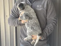 processed/8b533c5d-fcfb-4cef-86df-0977ab09ed17/listing/9cd92b9f-441a-4a96-9eb2-5be78c3c8aaf/eacff8c1-133f-491a-b361-29cbfe2c1c24