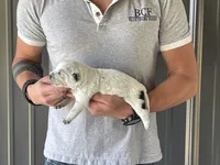 River - Female 1, a female Australian Cattle Dog for sale in Jefferson, SC – 4 of 4