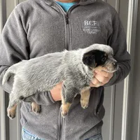 River - Female 2, a female Australian Cattle Dog for sale in Jefferson, SC – Photo 1 of 3