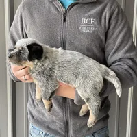 River - Female 2, a female Australian Cattle Dog for sale in Jefferson, SC – Photo 3 of 3