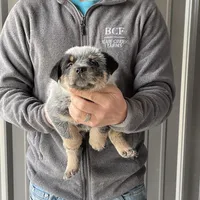 River - Female 2, a female Australian Cattle Dog for sale in Jefferson, SC – Photo 2 of 3