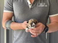 Tulip - Male 3, a male Pembroke Welsh Corgi for sale in Jefferson, SC – 2 of 4