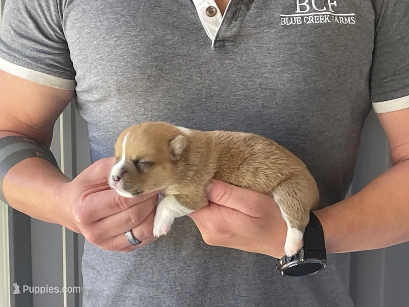 Tulip - Female 1 – Pembroke Welsh Corgi puppy for sale in Jefferson, SC