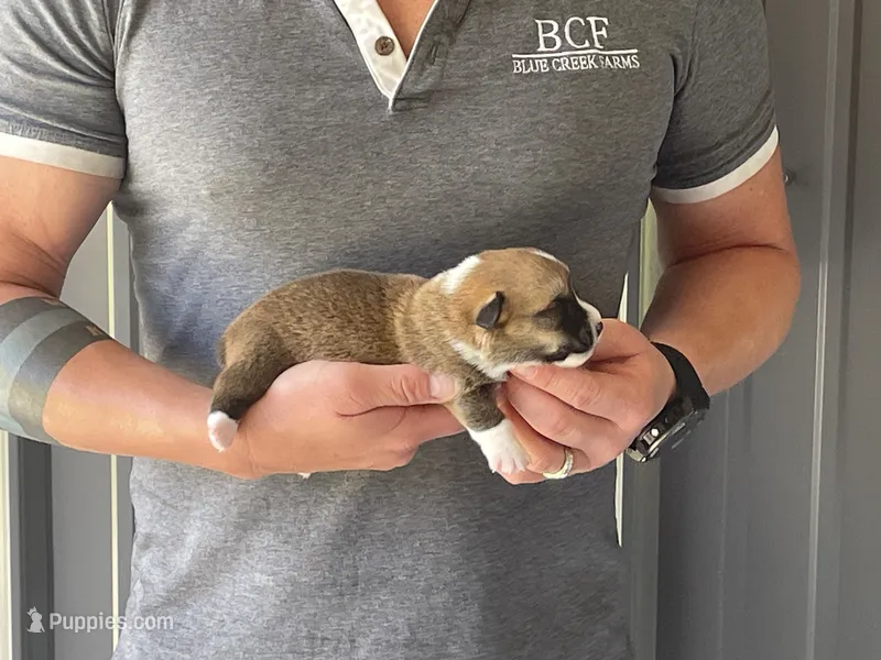 Tulip - Male 3 – Pembroke Welsh Corgi puppy for sale in Jefferson, SC
