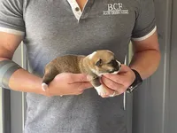 Tulip - Male 3, a male Pembroke Welsh Corgi for sale in Jefferson, SC – 1 of 4