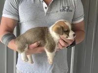 Olive - Female 2, a female Pembroke Welsh Corgi for sale in Jefferson, SC – 2 of 4
