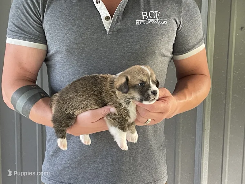 Tulip - Male 3 – Pembroke Welsh Corgi puppy for sale in Jefferson, SC