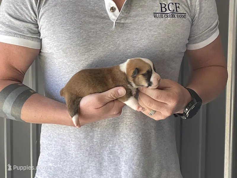 Olive - Male 2 – Pembroke Welsh Corgi puppy for sale in Jefferson, SC