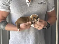 Olive - Male 2, a male Pembroke Welsh Corgi for sale in Jefferson, SC – Photo 1 of 4