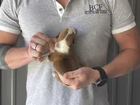 Olive - Male 2, a male Pembroke Welsh Corgi for sale in Jefferson, SC – Photo 4 of 4