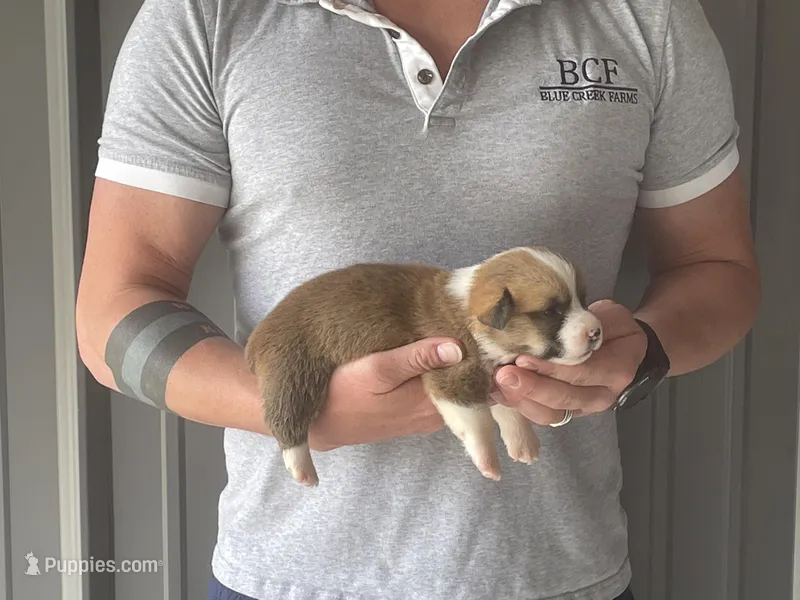 Olive - Male 2 – Pembroke Welsh Corgi puppy for sale in Jefferson, SC