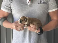 Olive - Male 2, a male Pembroke Welsh Corgi for sale in Jefferson, SC – Photo 2 of 4