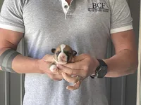 Olive - Male 2, a male Pembroke Welsh Corgi for sale in Jefferson, SC – Photo 3 of 4