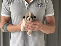 Peppa - Female 5, a female Pembroke Welsh Corgi for sale in Jefferson, SC – 4 of 4
