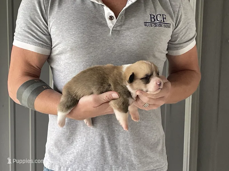 Maddy - Male 4 – Pembroke Welsh Corgi puppy for sale in Jefferson, SC