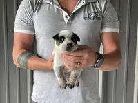 Mable - Male 1, a male Australian Cattle Dog for sale in Jefferson, SC – 3 of 3