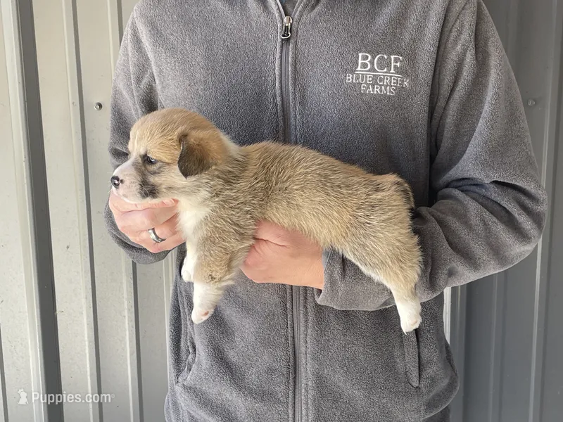 Maddy - Male 3 – Pembroke Welsh Corgi puppy for sale in Jefferson, SC
