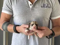 Maddy - Male 4, a male Pembroke Welsh Corgi for sale in Jefferson, SC – 2 of 4