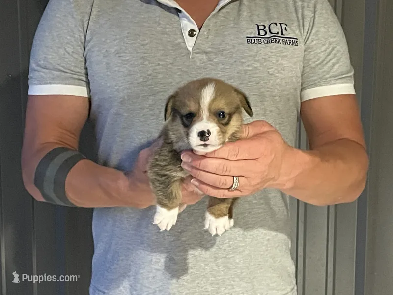 Lue Lue - Male 4 – Pembroke Welsh Corgi puppy for sale in Jefferson, SC