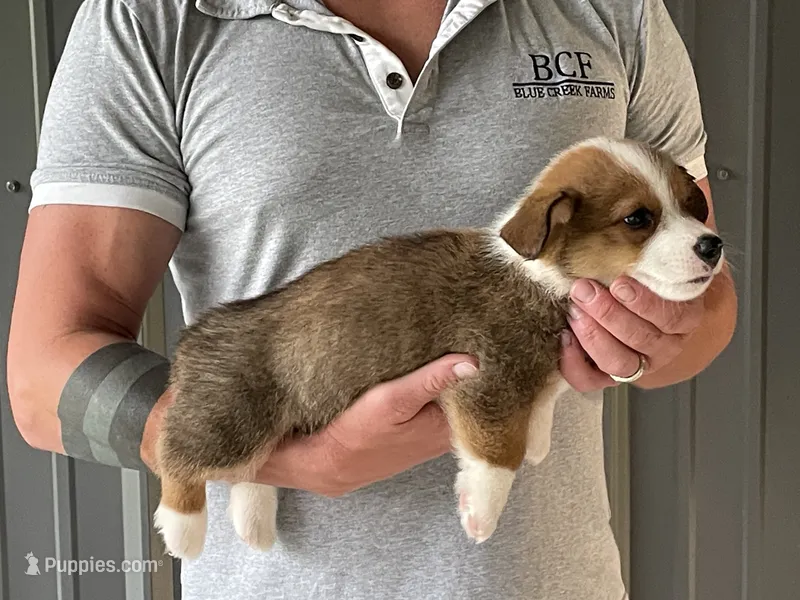 Lue Lue - Male 3 – Pembroke Welsh Corgi puppy for sale in Jefferson, SC