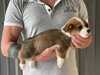 Lue Lue - Male 3, a male Pembroke Welsh Corgi for sale in Jefferson, SC – 1 of 4