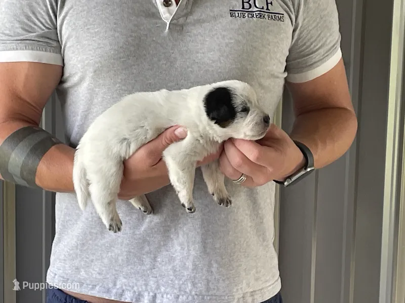 Eve - Female 2 – Australian Cattle Dog puppy for sale in Jefferson, SC