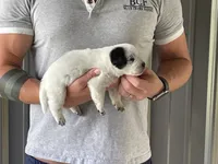 Eve - Female 2, a male Australian Cattle Dog for sale in Jefferson, SC – 1 of 3