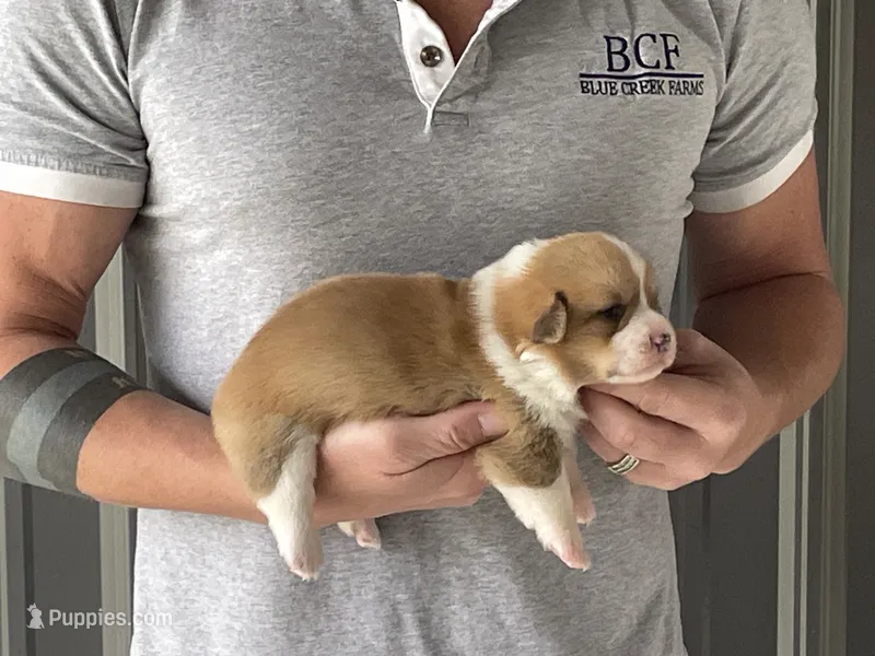 Peppa - Female 1 – Pembroke Welsh Corgi puppy for sale in Jefferson, SC